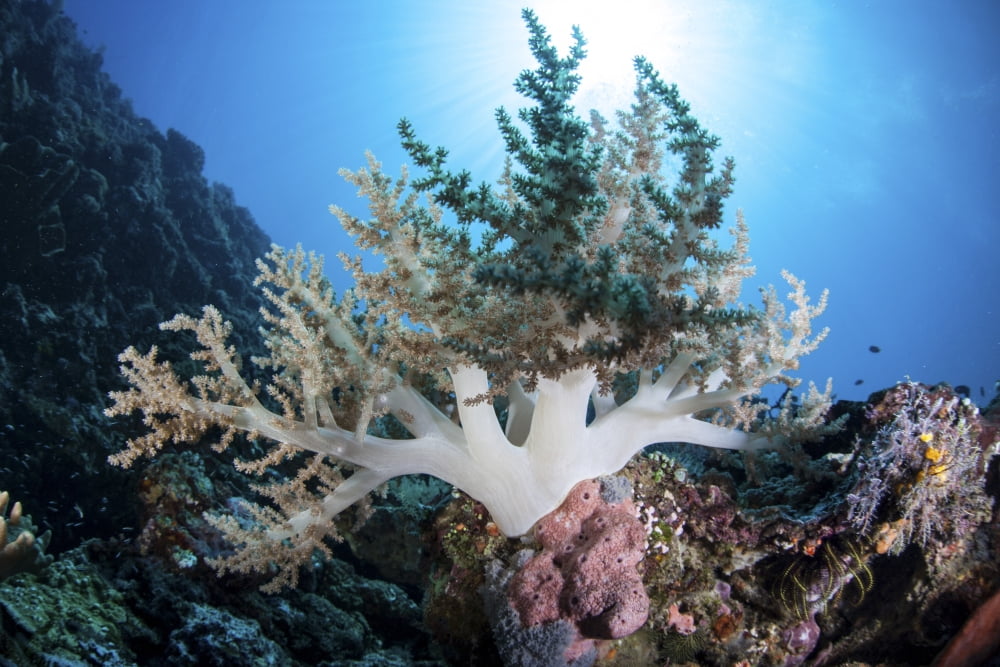 A soft coral colony grow on a reef near the island of Sulawesi Canvas Art - Ethan DanielsStocktrek Images (17 x 12)