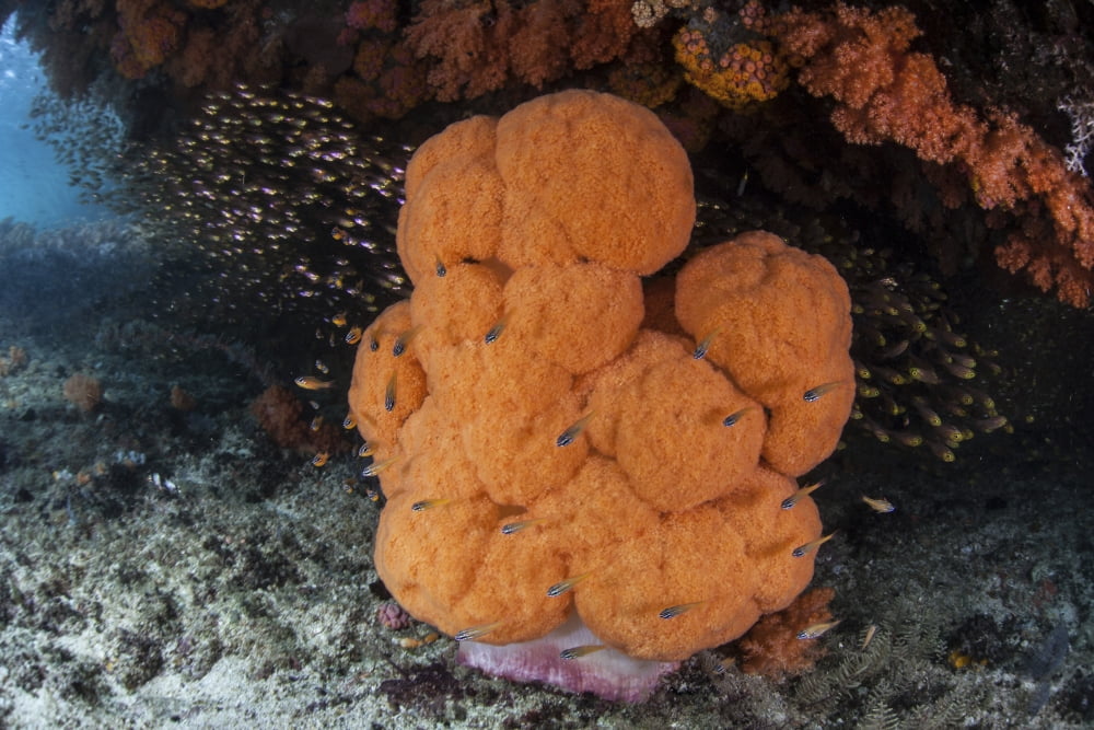 A soft coral colony grows in a current-swept channel of Raja Ampat Indonesia Canvas Art - Ethan DanielsStocktrek Images (34 x 23)