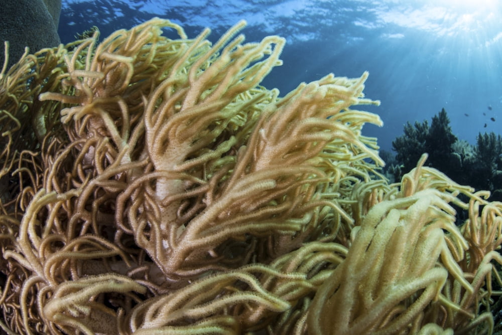 A soft coral colony grows on a diverse reef in Indonesia Canvas Art - Ethan DanielsStocktrek Images (34 x 23)