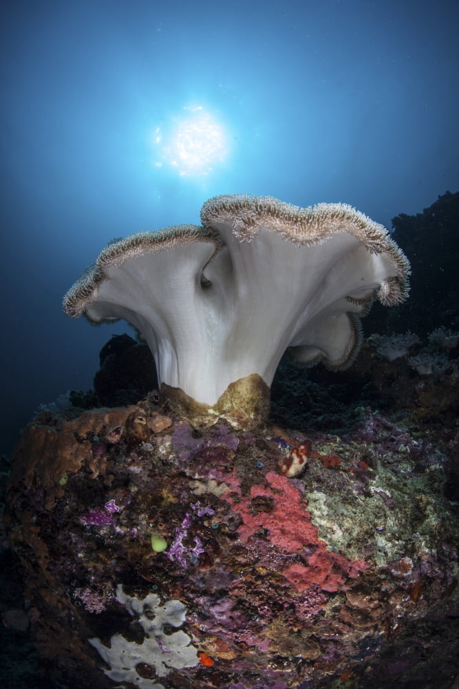 A soft coral colony grows on a reef dropoff in Lembeh Strait Canvas Art - Ethan DanielsStocktrek Images (23 x 34)