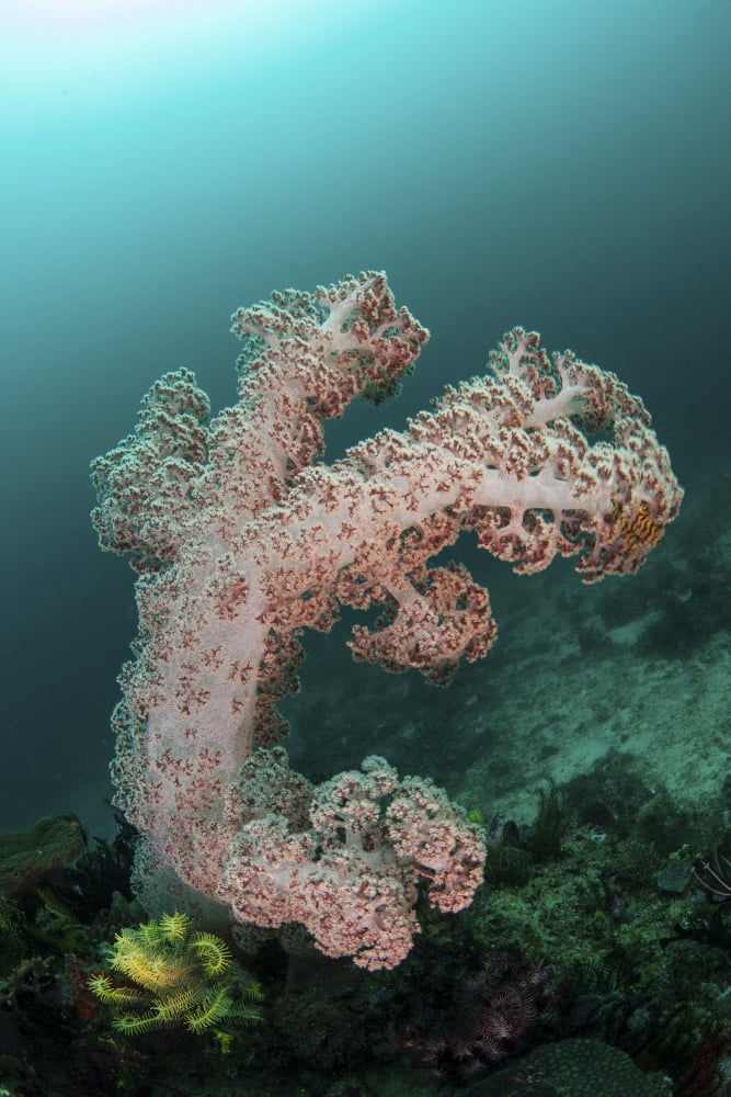 A soft coral colony grows on a reef slope in Indonesia Canvas Art - Ethan DanielsStocktrek Images (12 x 17)