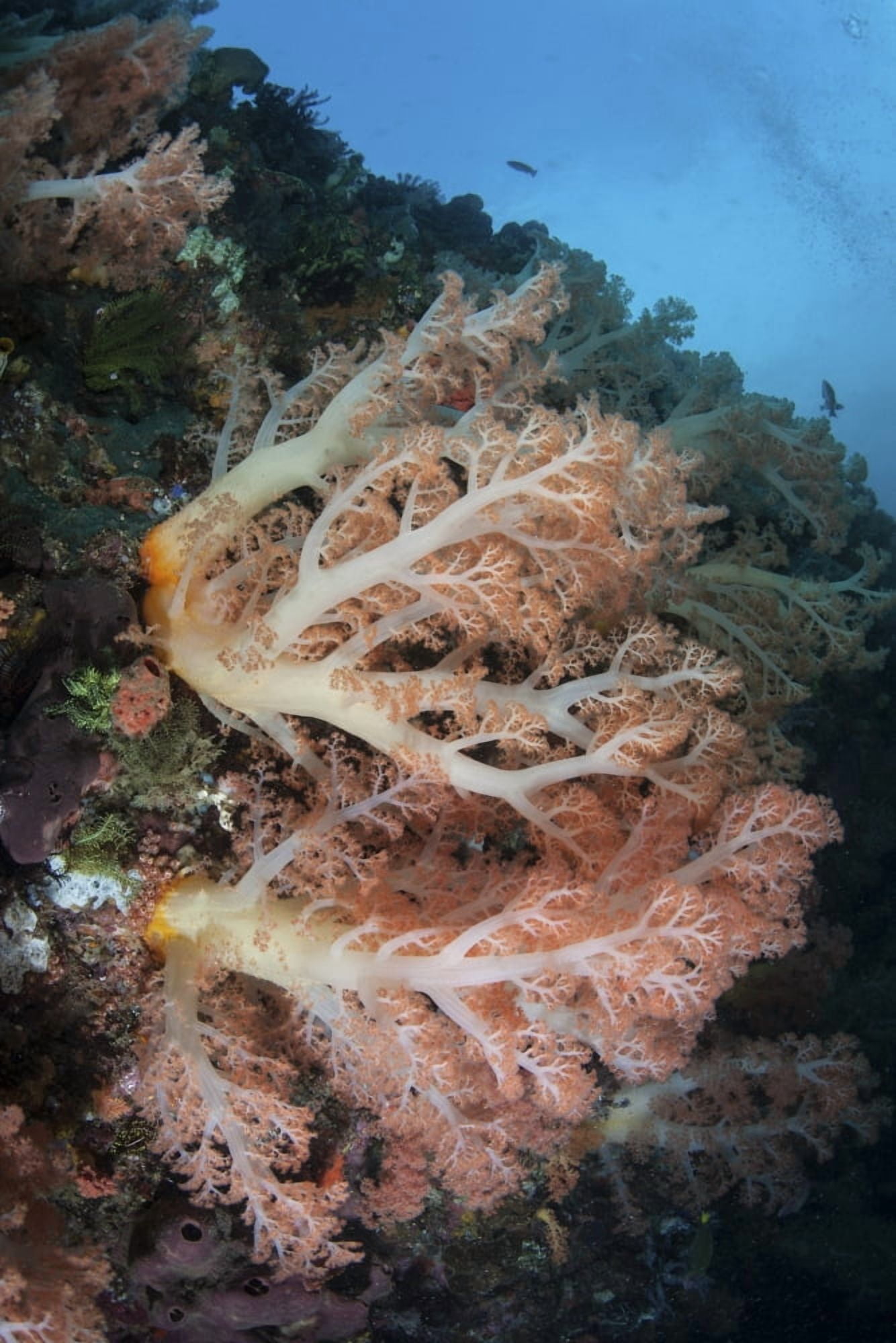 A soft coral colony grows on a reef slope in Indonesia Canvas Art - Ethan DanielsStocktrek Images (12 x 17)