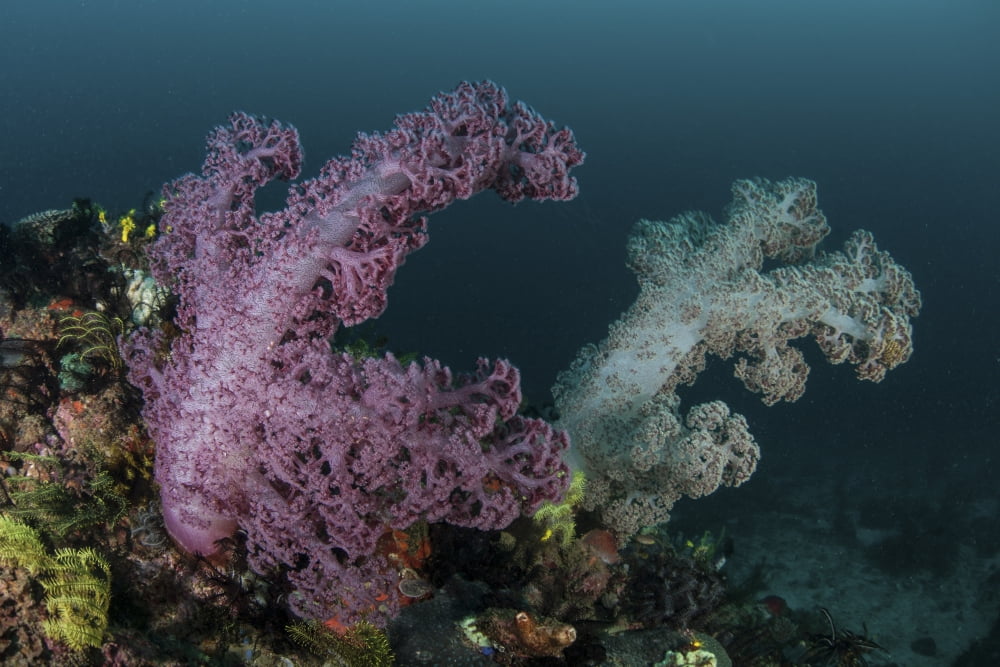 A soft coral colony grows on a reef slope in Indonesia Canvas Art - Ethan DanielsStocktrek Images (17 x 12)