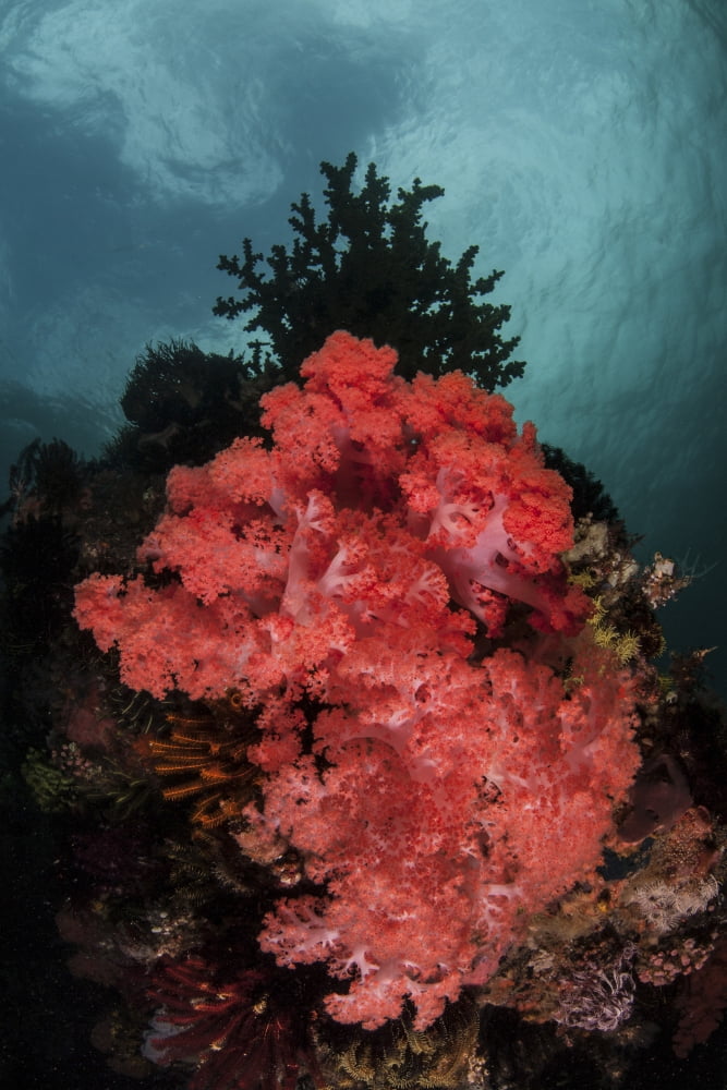 A soft coral colony grows on a reef slope in Indonesia Canvas Art - Ethan DanielsStocktrek Images (23 x 34)