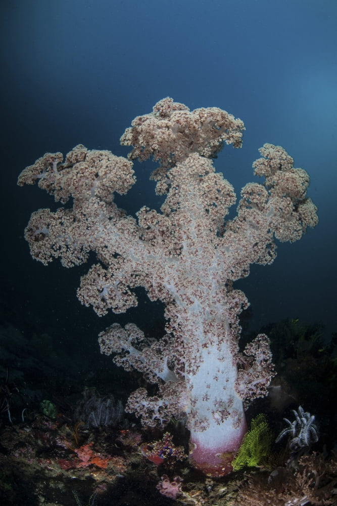 A soft coral colony grows on a reef slope in Indonesia Canvas Art - Ethan DanielsStocktrek Images (23 x 34)