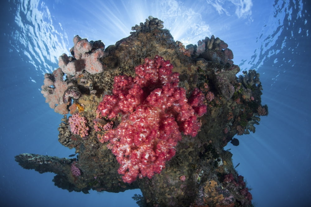 A soft coral colony grows on a shipwreck off the island of Guadalcanal Canvas Art - Ethan DanielsStocktrek Images (17 x 12)