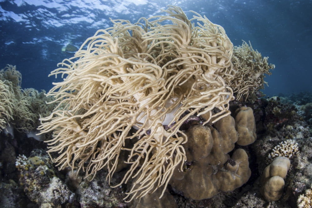 A soft coral colony near Alor Indonesia Canvas Art - Ethan DanielsStocktrek Images (18 x 12)