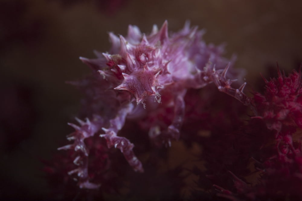A soft coral crab blends into its host coral colony Canvas Art - Ethan DanielsStocktrek Images (34 x 23)