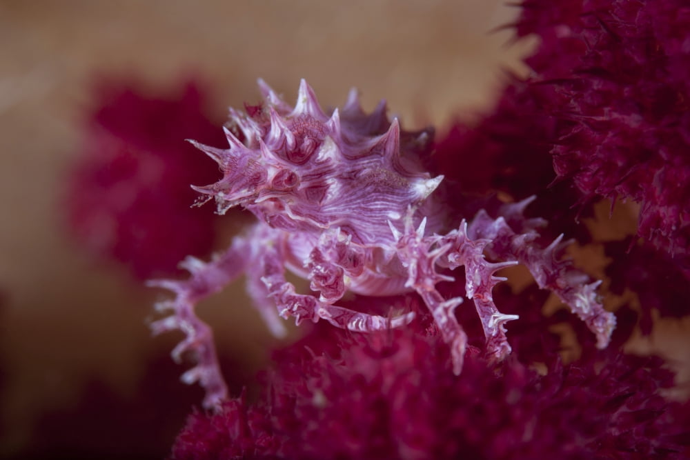 A soft coral crab blends into its host coral colony Canvas Art - Ethan DanielsStocktrek Images (34 x 23)