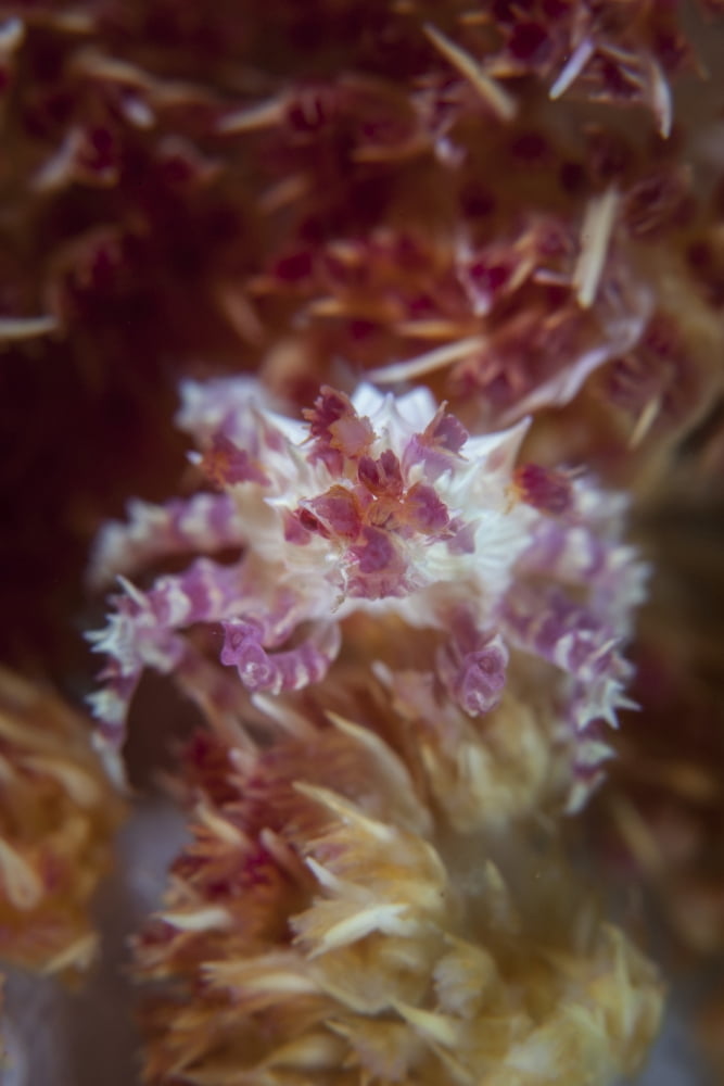 A soft coral crab clings to its host soft coral on a reef Canvas Art - Ethan DanielsStocktrek Images (23 x 34)