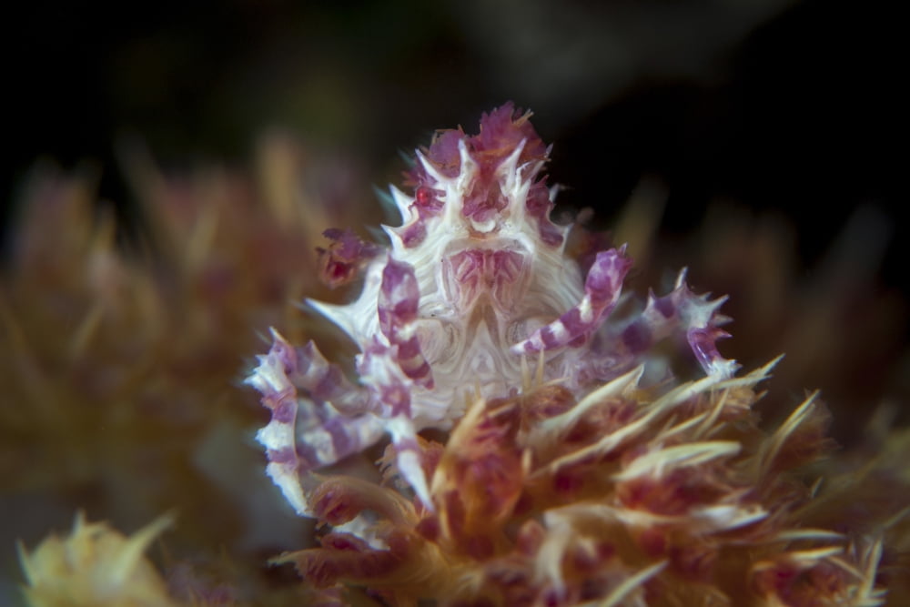 A soft coral crab clings to its host soft coral on a reef Canvas Art - Ethan DanielsStocktrek Images (34 x 23)