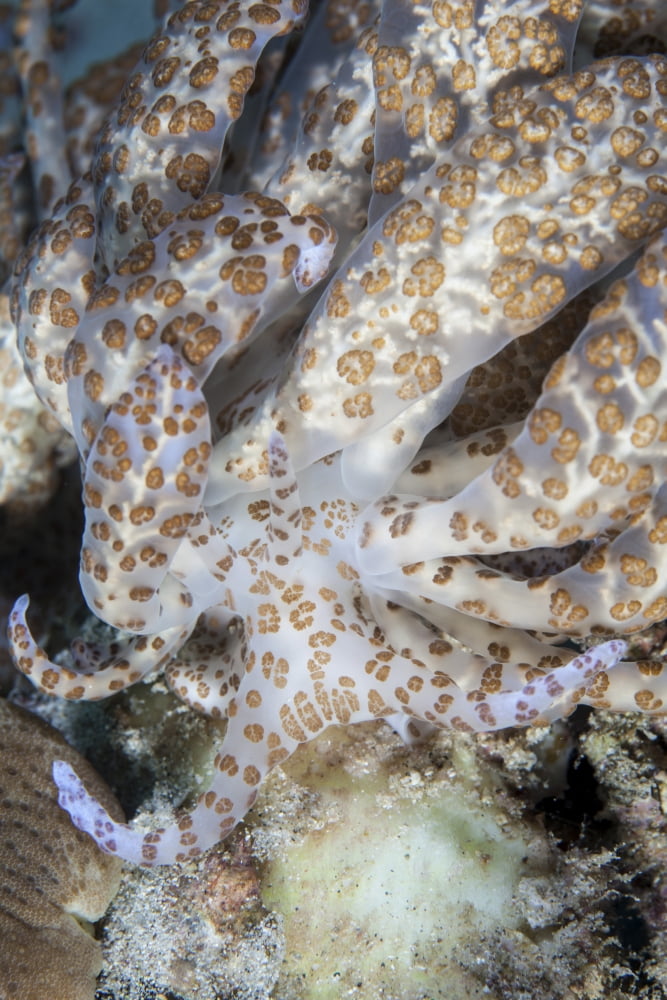 A solar-powered nudibranch crawls across the seafloor Canvas Art - Ethan DanielsStocktrek Images (23 x 34)