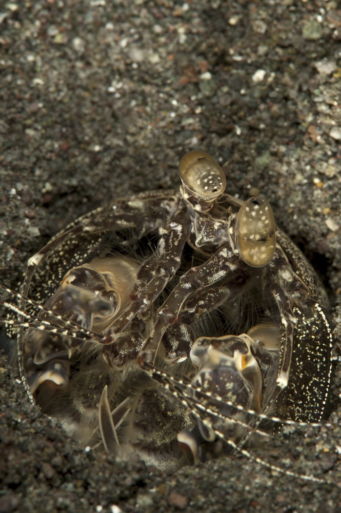A spearing mantis shrimp in its burrow Indonesia Canvas Art - Steve JonesStocktrek Images (23 x 34)