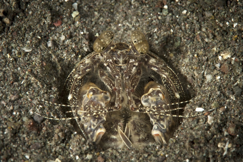A spearing mantis shrimp in its burrow Indonesia Canvas Art - Steve JonesStocktrek Images (34 x 23)