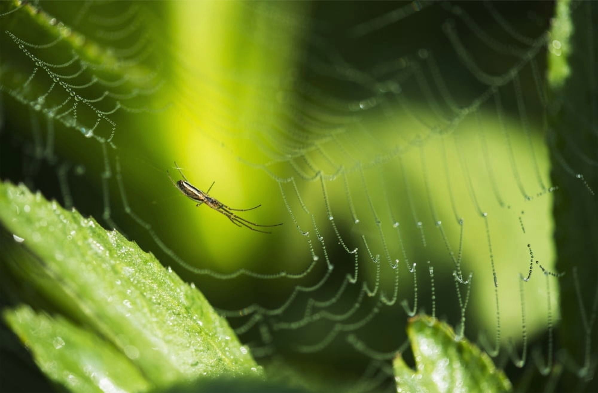 A spider waits in her web Astoria Oregon United States of America Canvas Art - Robert L Potts Design Pics (19 x 12)