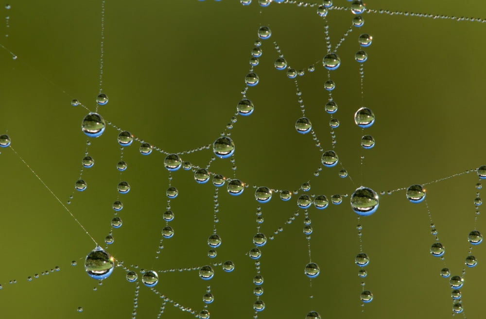 A spiders web catches dew Astoria Oregon United States of America Canvas Art - Robert L Potts Design Pics (19 x 12)