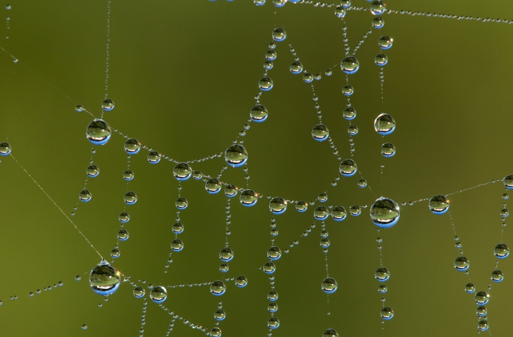 A spiders web catches dew Astoria Oregon United States of America Canvas Art - Robert L Potts Design Pics (38 x 24)