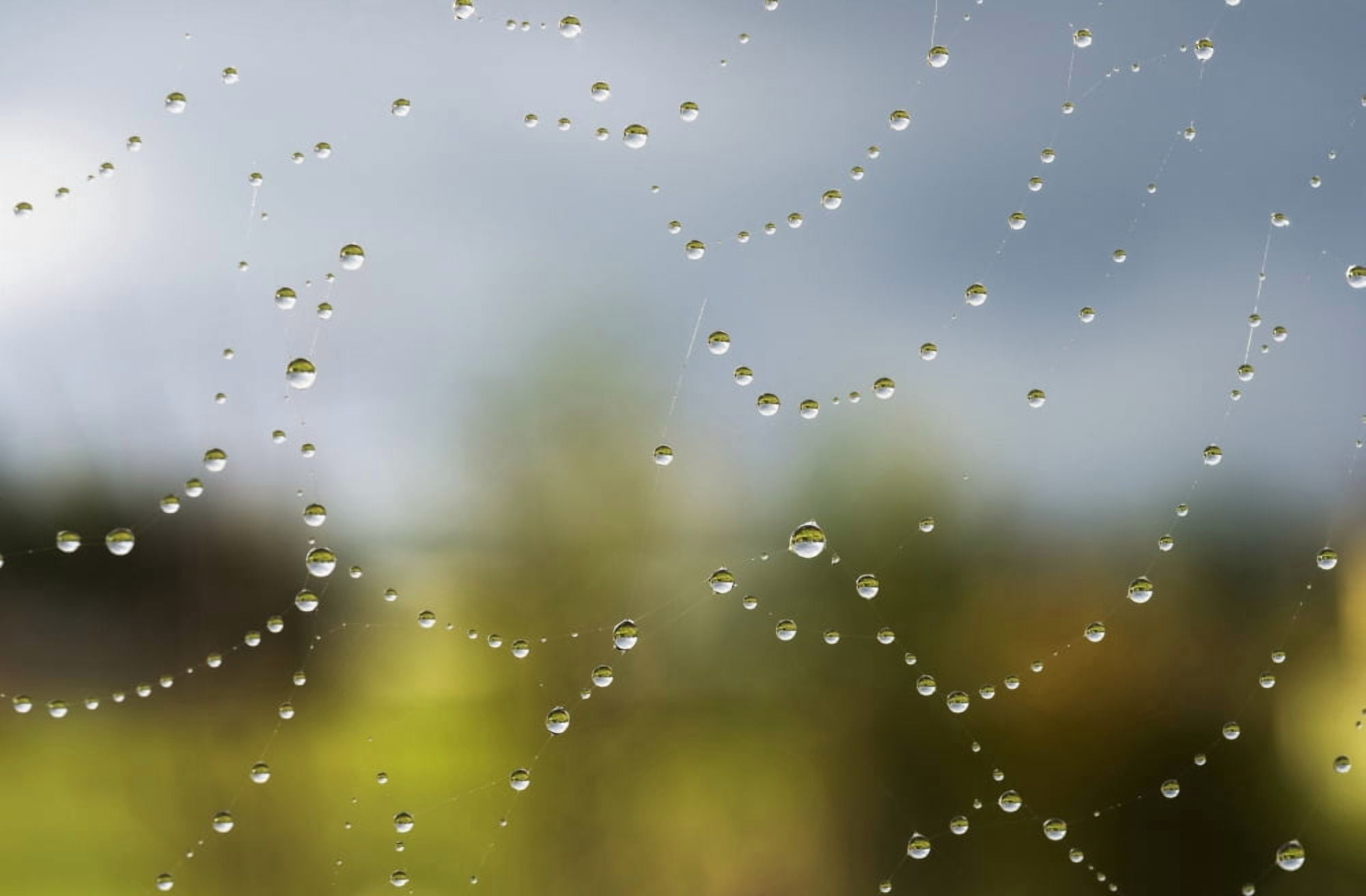 A spiders web catches rain drops Astoria Oregon United States of America Canvas Art - Robert L Potts Design Pics (19 x 12)