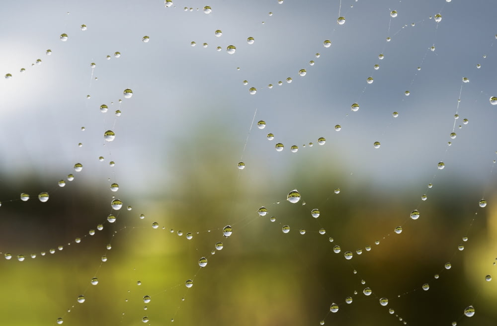 A spiders web catches rain drops Astoria Oregon United States of America Canvas Art - Robert L Potts  Design Pics (38 x 24)