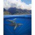 thumbnail image 1 of A split image of a pair of humpback whales  underwater, 1 of 2