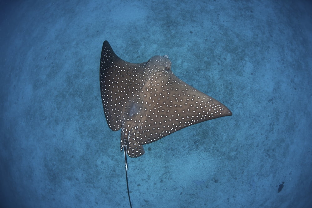 A spotted eagle ray swims over the seafloor near Cocos Island Costa Rica Canvas Art - Ethan DanielsStocktrek Images (34 x 23)