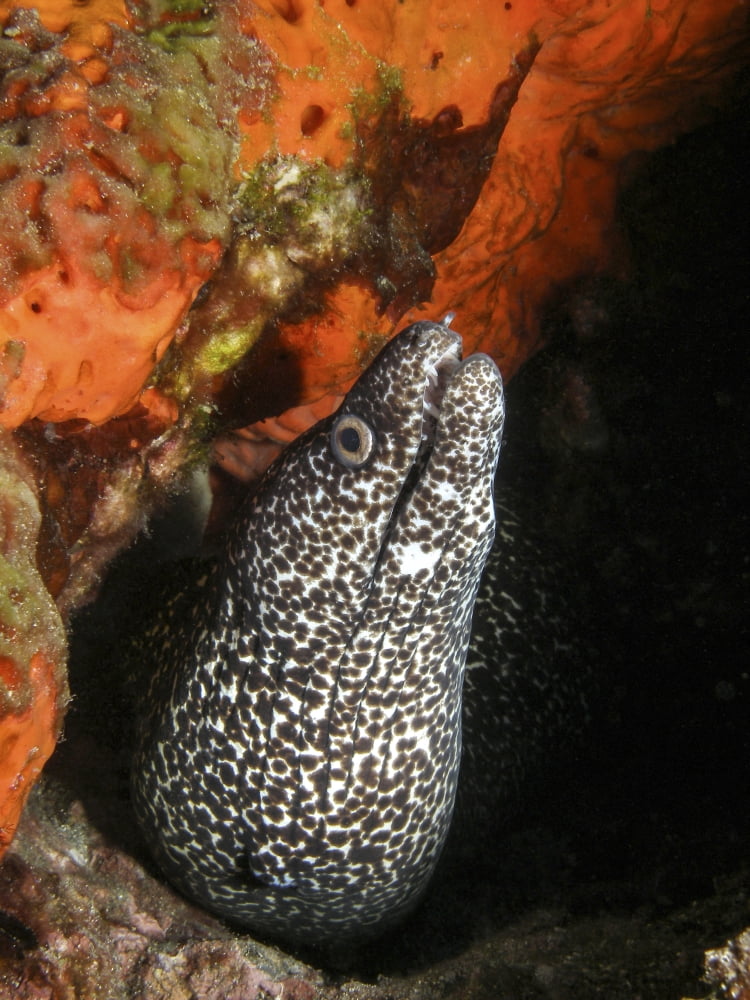 A spotted moray eel in a bright orange sponge Canvas Art - Brent BarnesStocktrek Images (25 x 33)