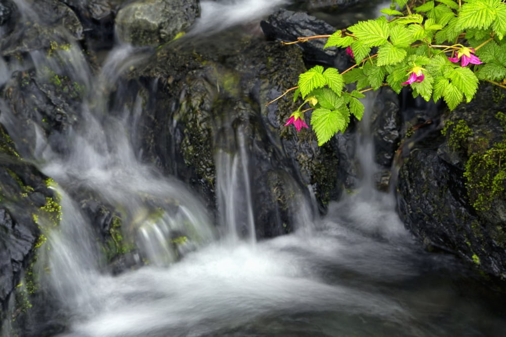 A sprig of Salmonberry flowers and leaves drape over waterfall Kodiak Alaska Canvas Art - Marion Owen Design Pics (19 x 12)