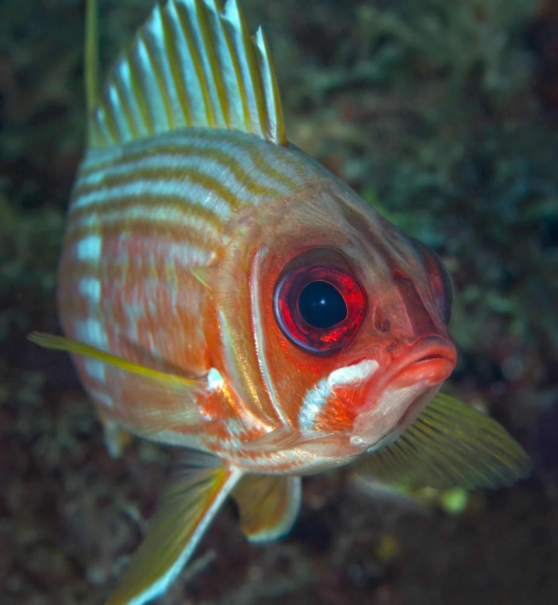 A squirrelfish turns and looks close into the camera off the coast of Key Largo Florida Canvas Art - Michael WoodStocktrek Images (27 x 30)