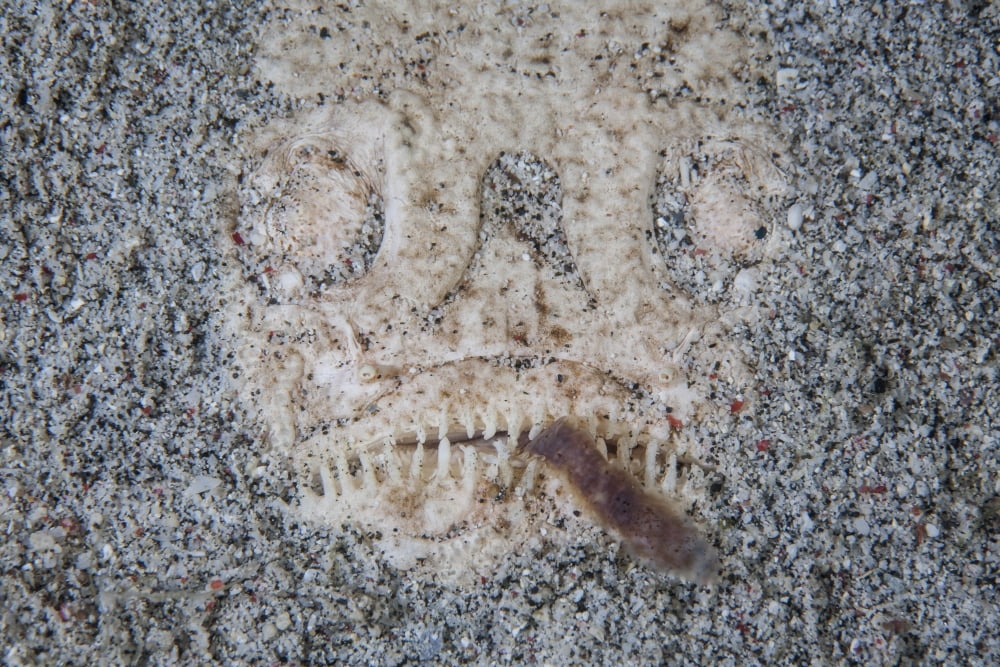 A stargazer fish camouflages itself in the sand Canvas Art - Ethan DanielsStocktrek Images (17 x 12)