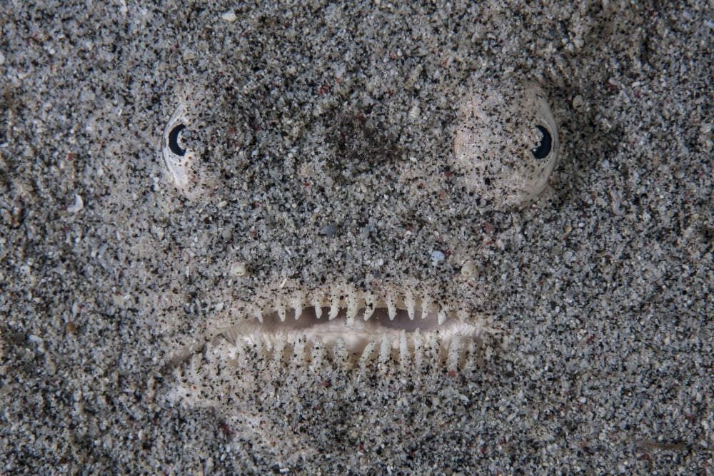A stargazer fish camouflages itself in the sand Canvas Art - Ethan DanielsStocktrek Images (34 x 23)
