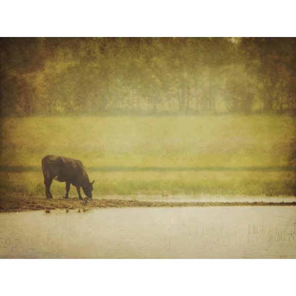 A steer at a pond having a drink in red deer county alberta canada Canvas Art - Roberta Murray Design Pics (17 x 13)