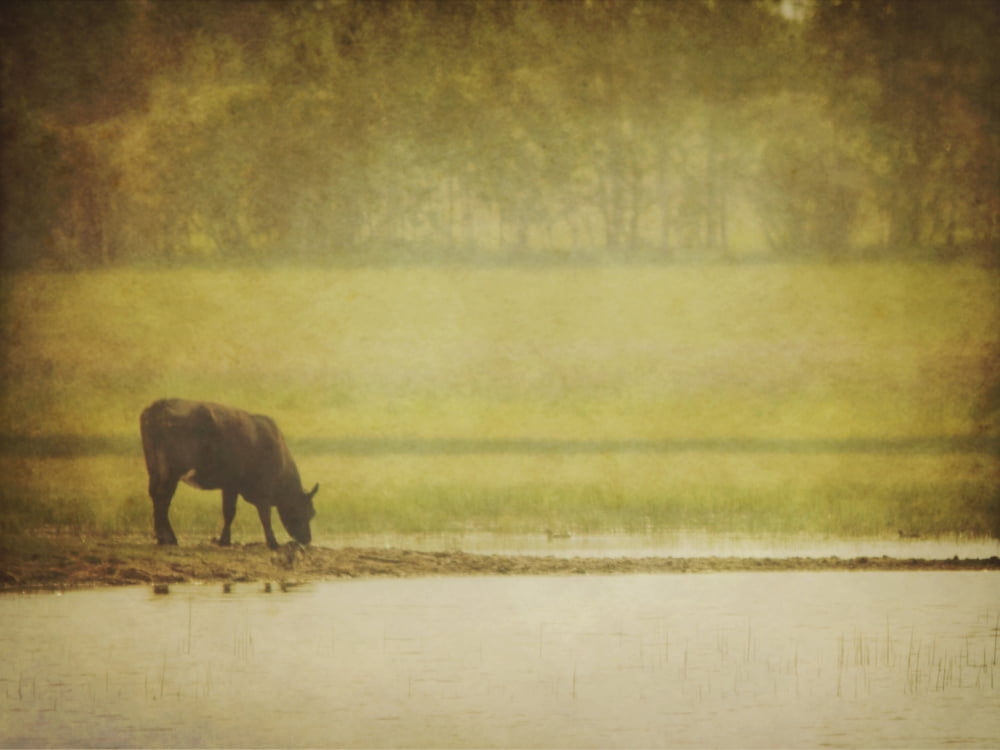 A steer at a pond having a drink in red deer county alberta canada Canvas Art - Roberta Murray Design Pics (34 x 26)