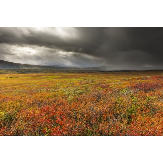 Posterazzi DPI12290660 A Storm Passes Over The Bright Colors of Autumn in Denali National Park & Preserve Alaska Poster Print by Carl Johnson, 19 x 12