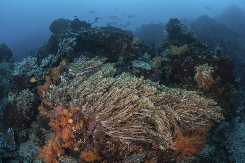 A strong current sweeps across a reef slope in Indonesia Canvas Art - Ethan DanielsStocktrek Images (17 x 12)
