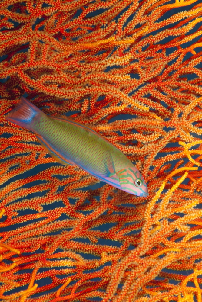 A sunset wrasse (Thalassoma lutescens) swimming in front of a gorgonian coral fan Fiji Canvas Art - Dave Fleetham Design Pics (12 x 19)