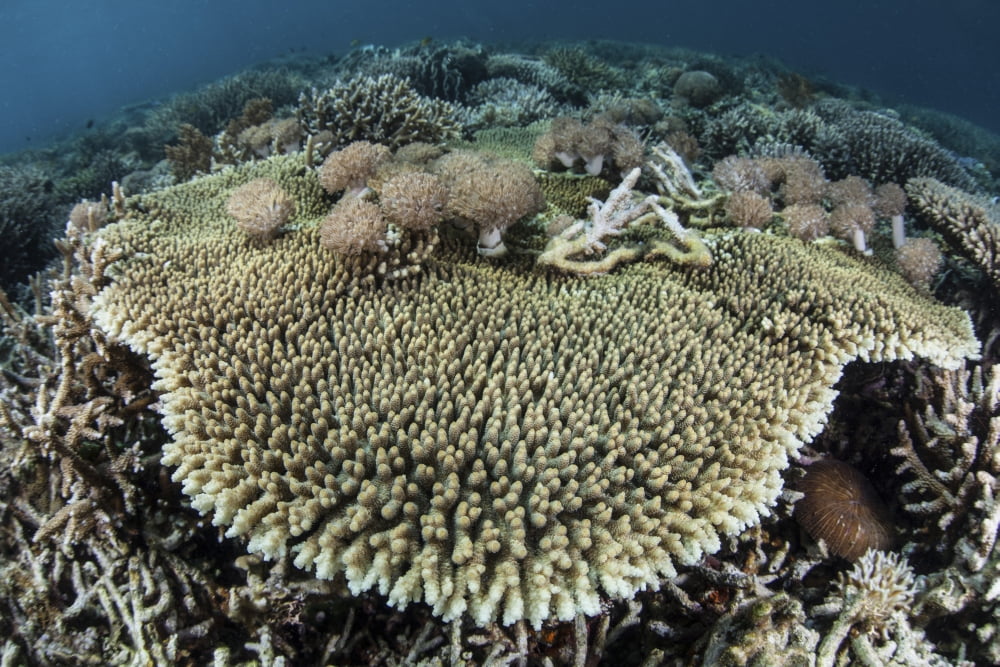 A table coral is encroached upon by soft corals Canvas Art - Ethan DanielsStocktrek Images (35 x 24)