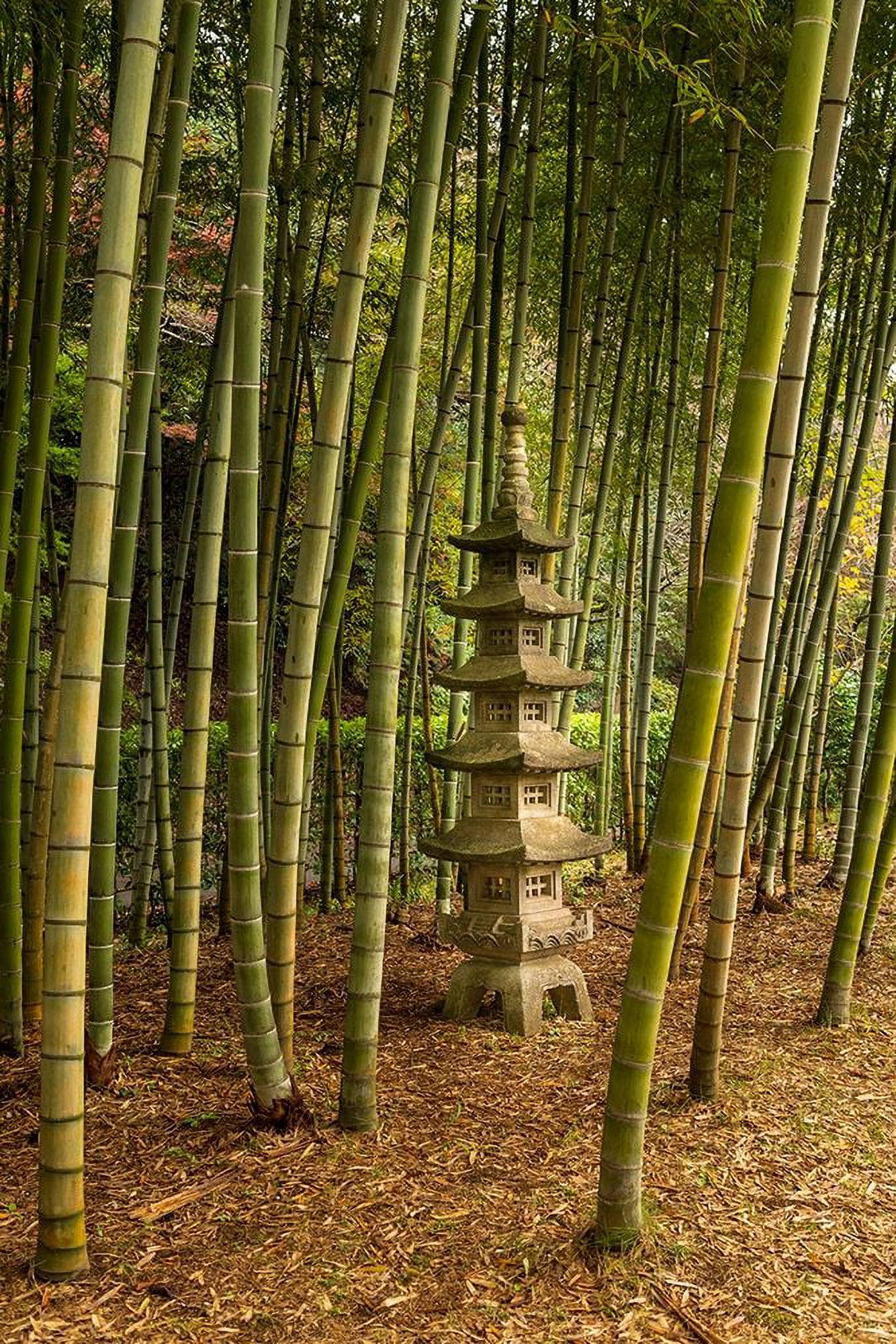 A tall pagoda statue in the center of a tall bamboo grove-Akebonoyama Park-Japan by Sheila Haddad (24 x 36) - image 1 of 1