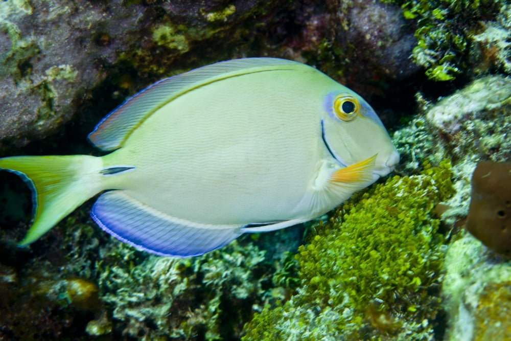 A tang fish eating plant growth off the coast of Key Largo Florida Canvas Art - Michael WoodStocktrek Images (18 x 12)