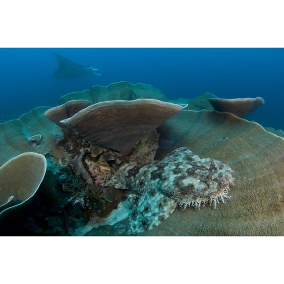 A tassled wobbegong shark sits on the coral as a manta ray passes by. Poster Print by VWPics/Stocktrek Images