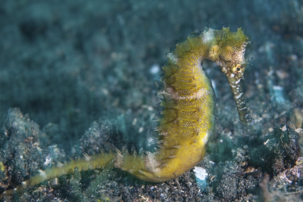 A thorny seahorse on the seafloor of Lembeh Strait Canvas Art - Ethan DanielsStocktrek Images (17 x 12)