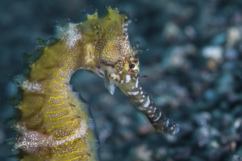 A thorny seahorse on the seafloor of Lembeh Strait Canvas Art - Ethan DanielsStocktrek Images (17 x 12)