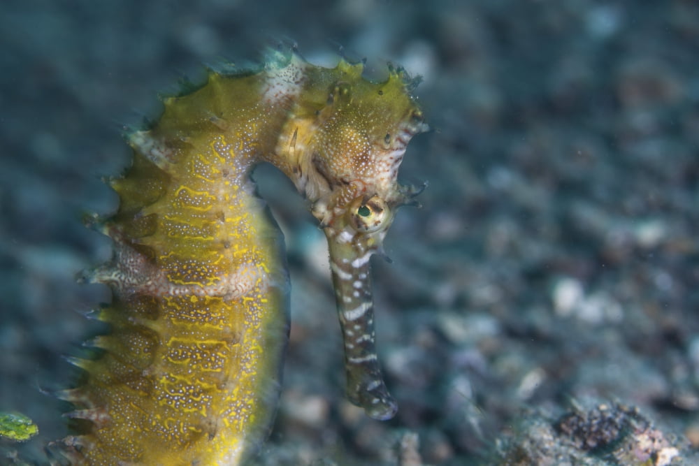 A thorny seahorse on the seafloor of Lembeh Strait Canvas Art - Ethan DanielsStocktrek Images (17 x 12)