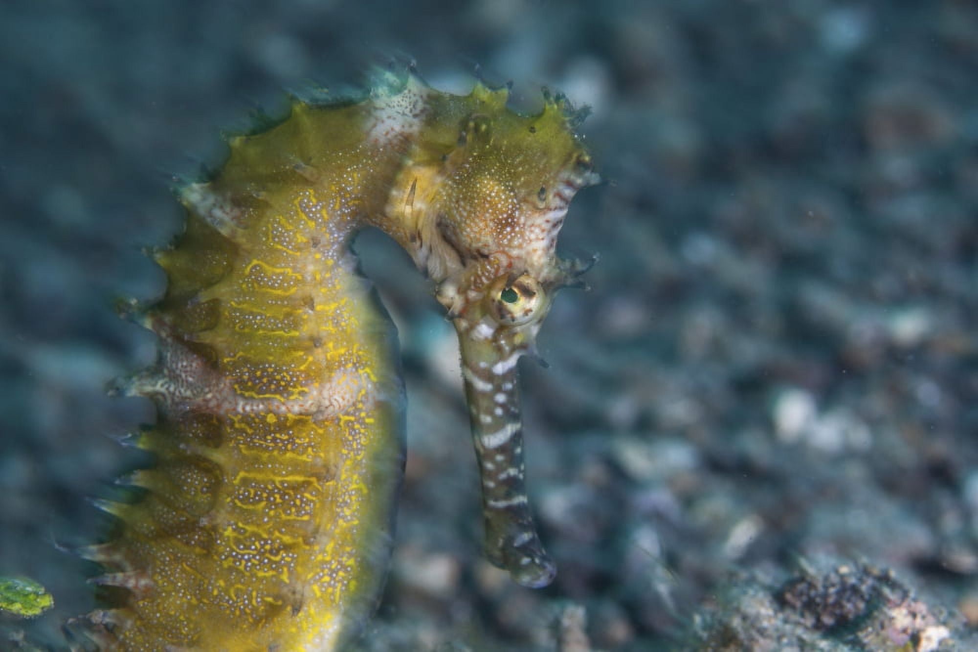 A thorny seahorse on the seafloor of Lembeh Strait Canvas Art - Ethan DanielsStocktrek Images (34 x 23)