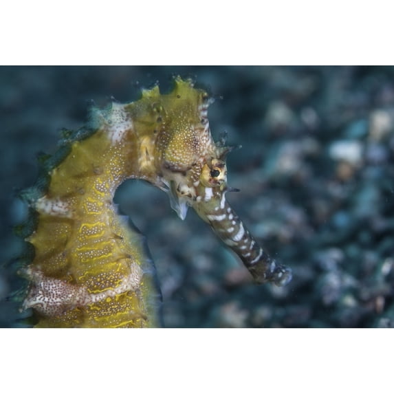 A thorny seahorse on the seafloor of Lembeh Strait Poster Print