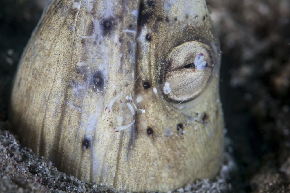 A tiny cleaner shrimp removes parasites from a Black-finned snake eel Canvas Art - Ethan DanielsStocktrek Images (34 x 23)
