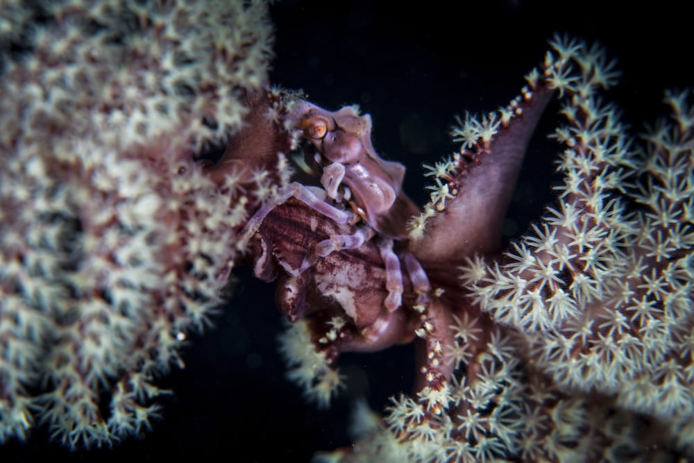 A tiny crab clings to a sea pen on a reef Canvas Art - Ethan DanielsStocktrek Images (17 x 12)