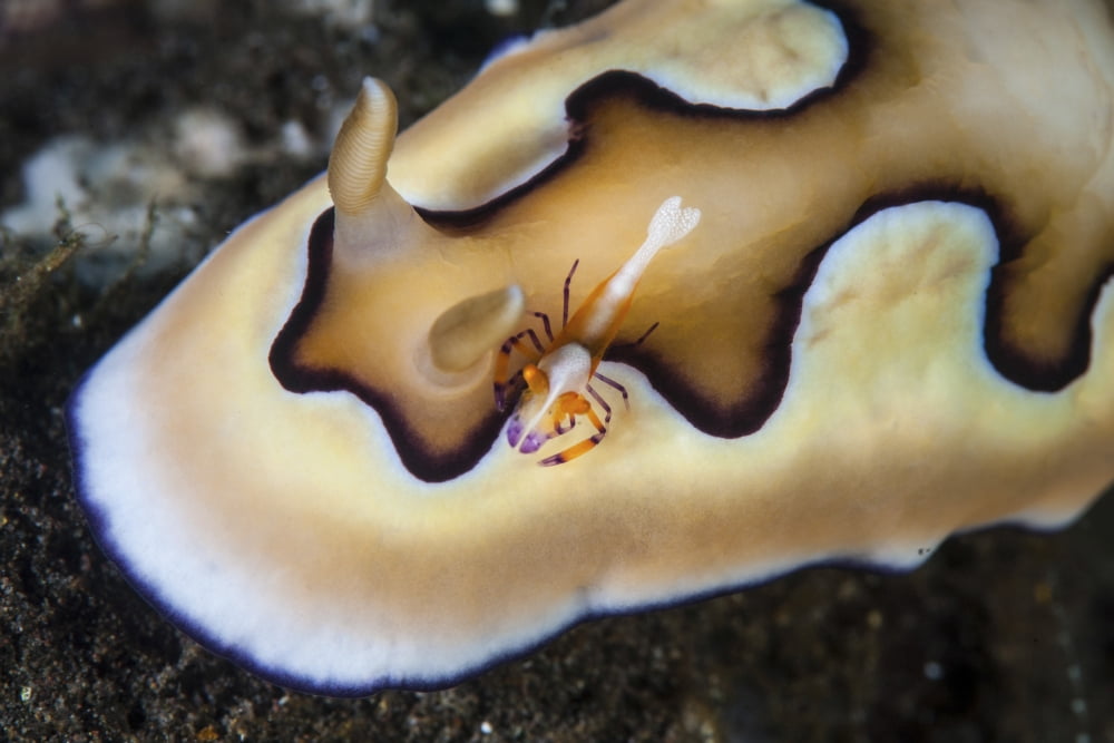 A tiny emperor shrimp on a nudibranch Canvas Art - Ethan DanielsStocktrek Images (34 x 23)