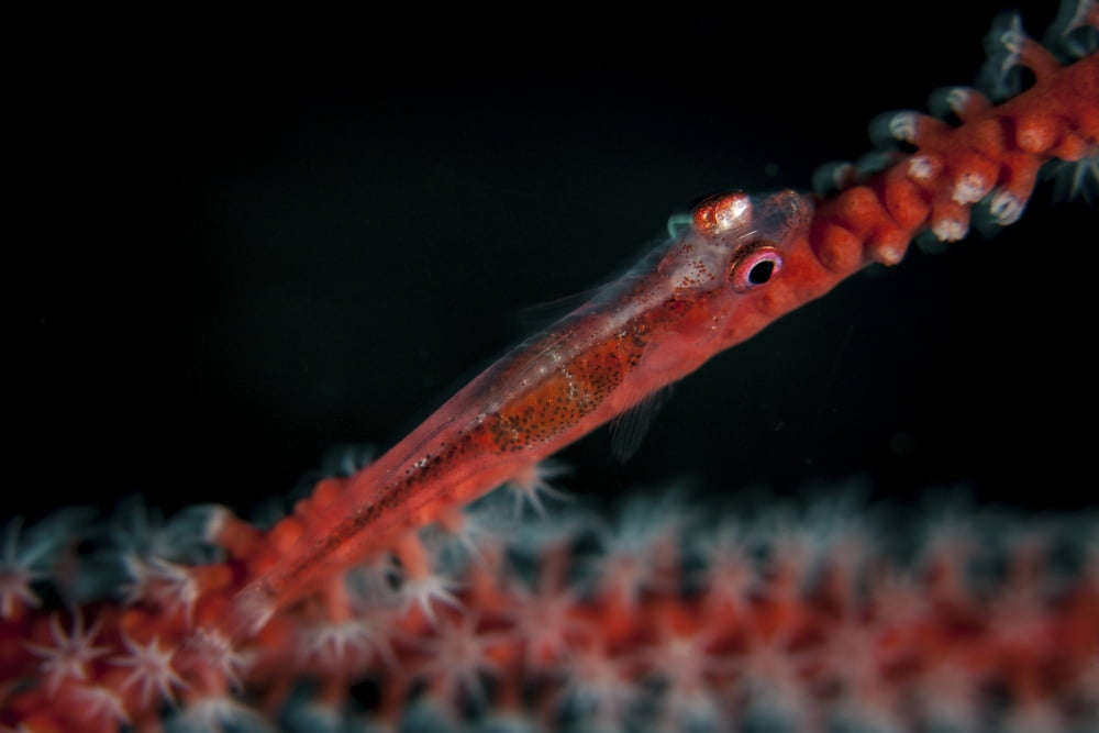 A tiny ghost goby lays on a gorgonian Canvas Art - Ethan DanielsStocktrek Images (17 x 12)