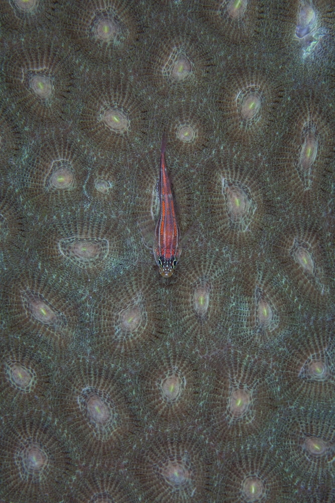 A tiny ghost goby lies on the polyps of a coral colony Canvas Art - Ethan DanielsStocktrek Images (23 x 34)