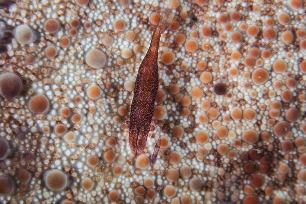 A tiny shrimp lives on a pin cushion sea star Canvas Art - Ethan DanielsStocktrek Images (34 x 23)